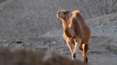 Dromedary deve yürür