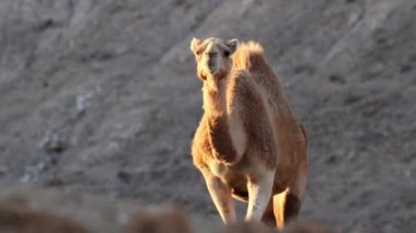 Dromedary deve yürür