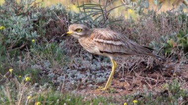Taş kocagöz ayakta
