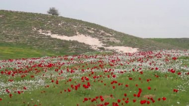 Kırmızı ve beyaz kır çiçekleri