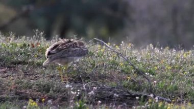 Curlew bird standing