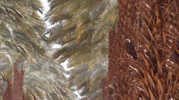 Pied wheatear bird on Palm — Stock Video