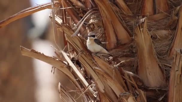 Svartvit stenskvätta fågel på Palm — Stockvideo