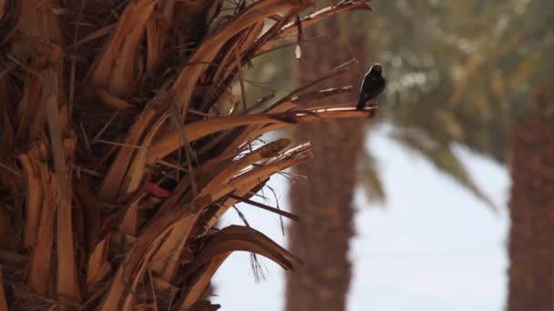 Bonte tapuit vogel op Palm — Stockvideo