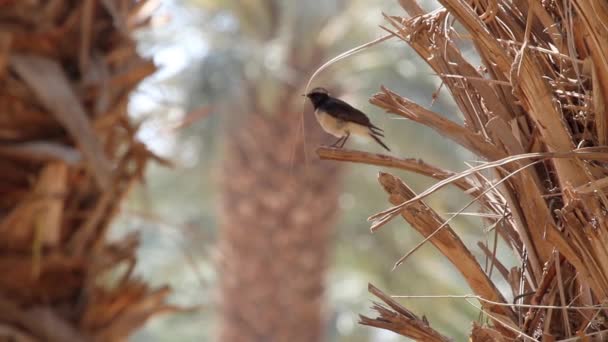 Bonte tapuit vogel op Palm — Stockvideo