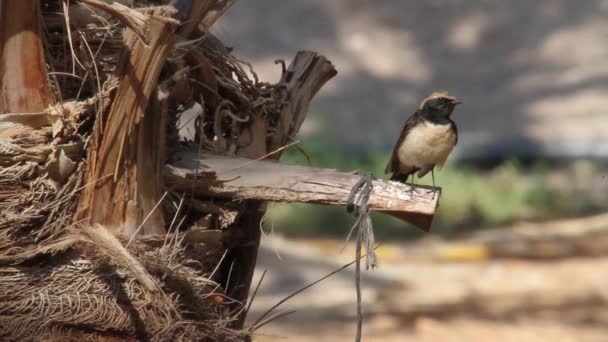 Bonte tapuit vogel op een palmboom — Stockvideo