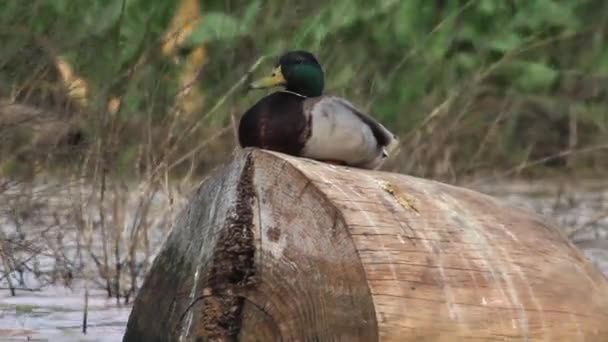 Mallard duck on tree trunk — Stock Video