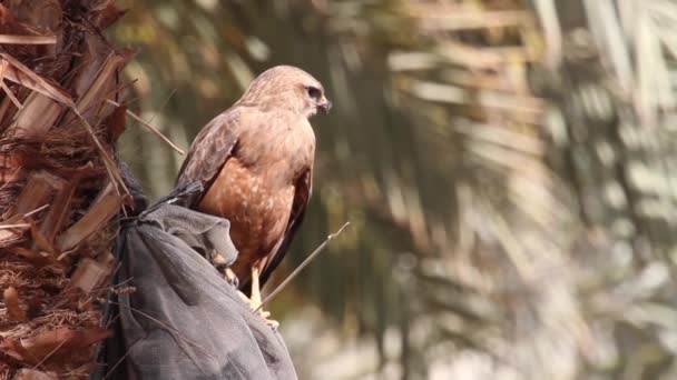 Steppenbussard auf Palme — Stockvideo