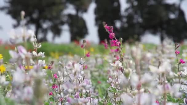 Lupine bloemen landschap — Stockvideo