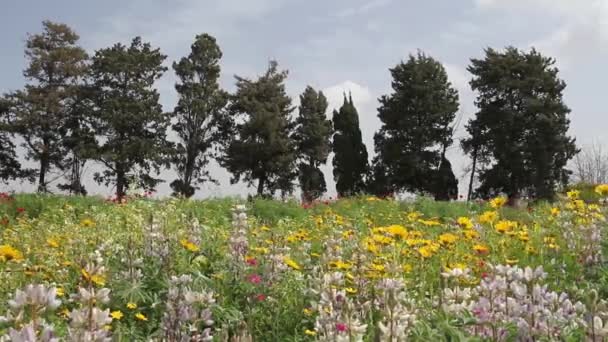 Lupin fleurs paysage — Video