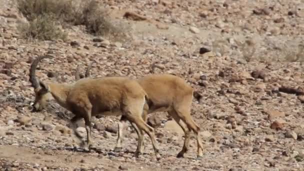 Nubische steenbok strijd — Stockvideo