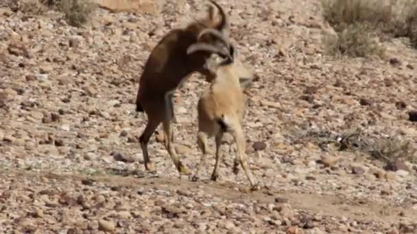 Nubische steenbok strijd — Stockvideo