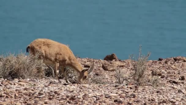 Núbiai kőszáli kecske, Holt-tenger közelében — Stock videók
