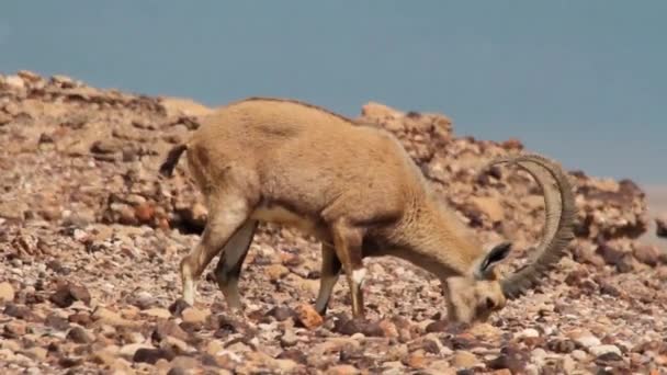 Nubia ibex cerca del Mar Muerto — Vídeos de Stock