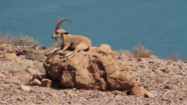 Nubia ibex cerca del Mar Muerto — Vídeos de Stock