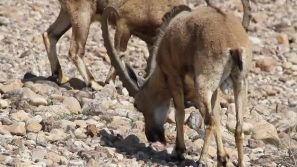 Dead Sea yakınındaki Nubian Dağ keçisi — Stok video