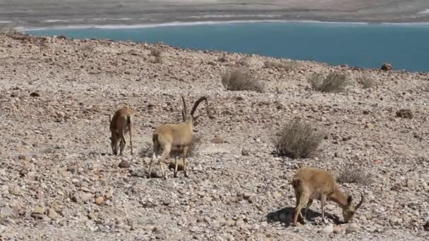 Dead Sea yakınındaki Nubian Dağ keçisi — Stok video