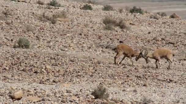 Dead Sea yakınındaki Nubian Dağ keçisi — Stok video