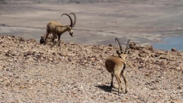 Dead Sea yakınındaki Nubian Dağ keçisi — Stok video