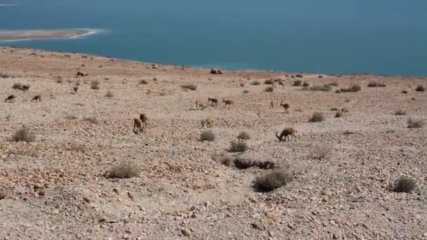 Nubia ibex cerca del Mar Muerto — Vídeo de stock