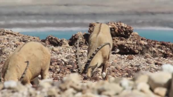 Dead Sea yakınındaki Nubian Dağ keçisi — Stok video