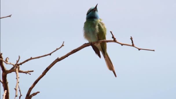 Petit oiseau vert — Video