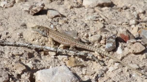 Lucertola di Agama del deserto — Video Stock