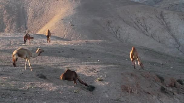 Dromedary верблюдів перебування — стокове відео