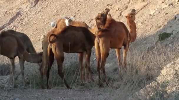 Cerdas de ganado en camellos — Vídeo de stock