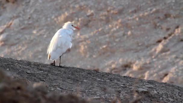 Aigle de bovin avec chameau — Video