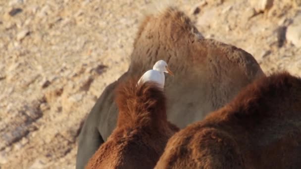 Koereiger zit op kameel — Stockvideo