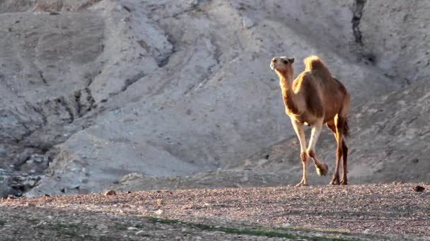 Dromedar kamel promenader — Stockvideo