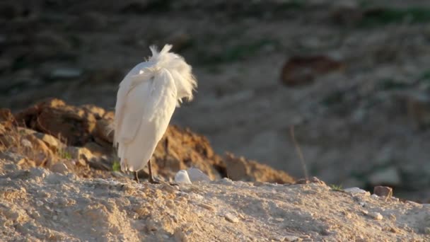 Cattle egret with camel — Stock Video