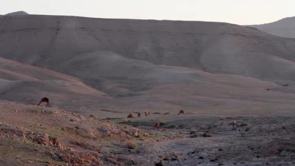 Dromedary верблюдів прогулянки — стокове відео