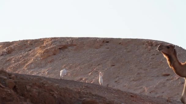 Cattle egrets with camel — Stock Video