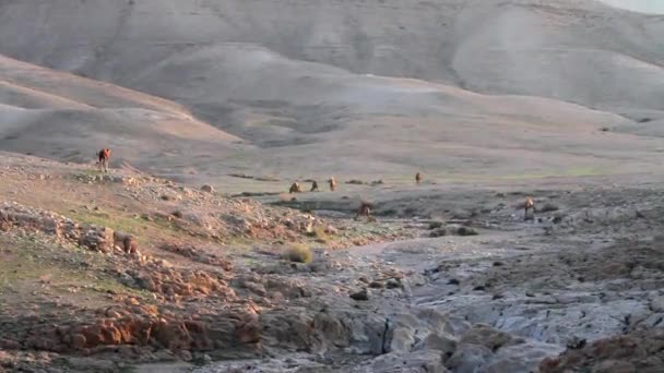 Дромедарские верблюды ходят — стоковое видео