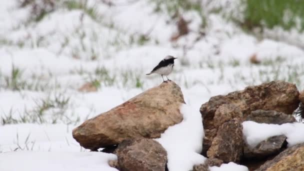 Svart fågel i snön — Stockvideo