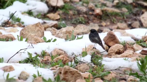 Černý pták v sněhu — Stock video