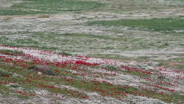 Red and white wild flowers — Stock Video