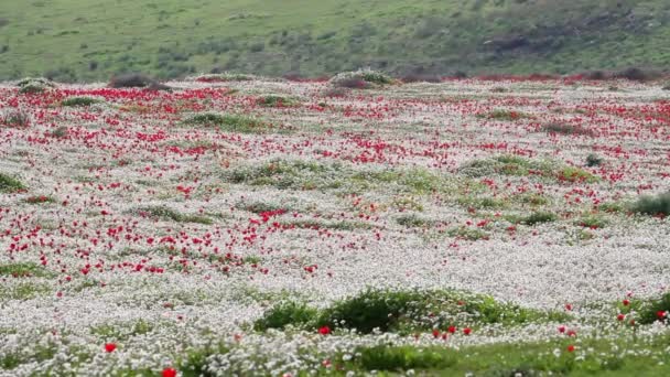 Rode en witte wilde bloemen — Stockvideo