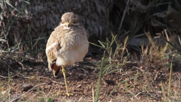 Curlew pájaro de pie — Vídeos de Stock