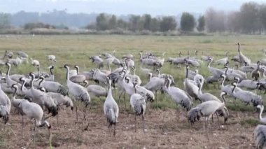 Ortak Vinçler koloni