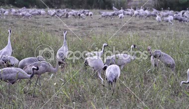 Ortak Vinçler koloni