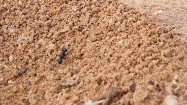 Karınca kuma tırmanıyor