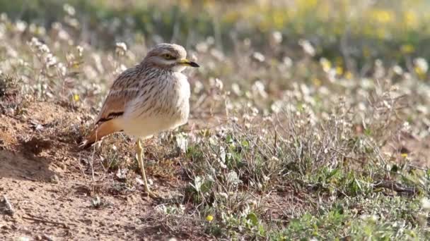 Curlew bird standing — 图库视频影像