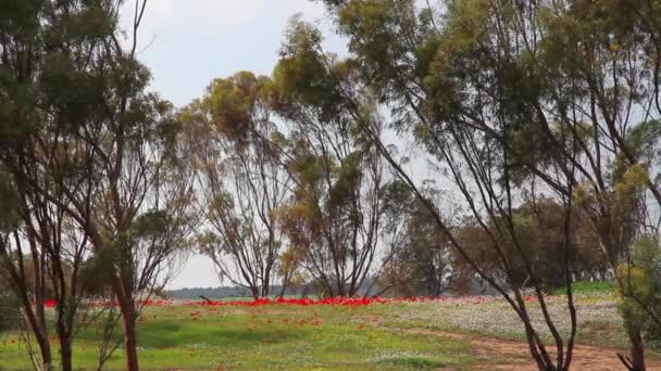 Rote und gelbe Wildblumen — Stockvideo