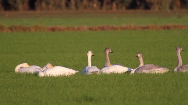 Singschwäne liegen — Stockvideo