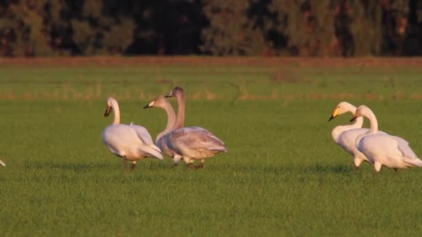 Лебеди кормят стадо. — стоковое видео