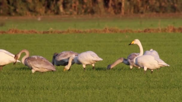 Whooper cisnes rebanho alimentação — Vídeo de Stock
