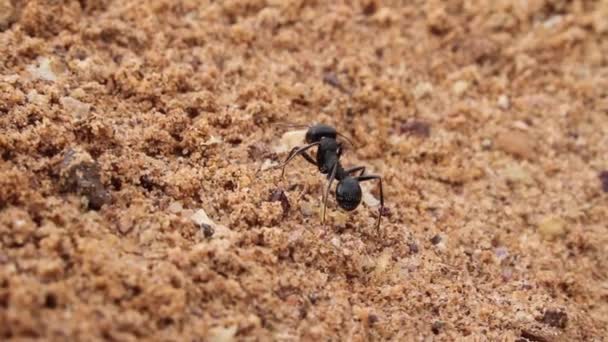 모래에 개미 올라 — 비디오